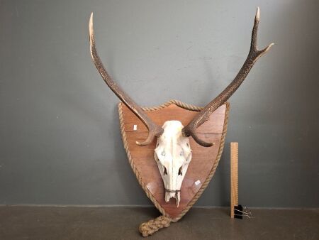 Deer Skull on Wall Mount