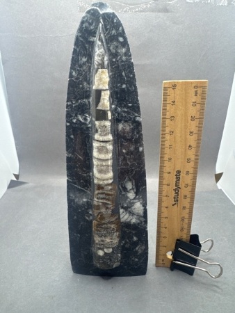 400 Million Year Old Orthoceras Fossil - From Morocco