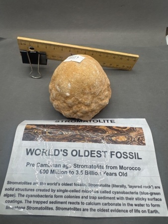 600 Million to 3 Billion Year Old Precambrian Stromatolite - the worlds oldest fossil