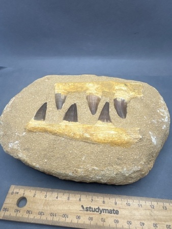70 Million Year Old Mosasaur Jaw Fossil - From Morocco