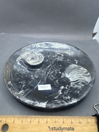 Serving Tray Made From 400 Million Year Old Fossil Filled Marble - From Morocco