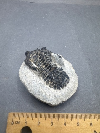 400 Million Year Old Devonian Age Trilobite Fossil - From Morocco