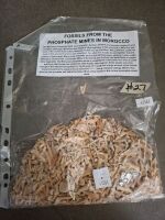 Quarter Kilo Fossils (mostly shark teeth) - Found in the Phosphate Mines in Morocco