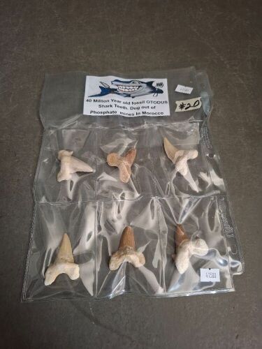 6 Huge Fossil Shark Teeth - From Morocco - 40 Million Years Old