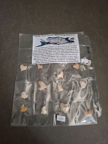 12 Fossil Shark Teeth - From Morocco - 70 Million Years Old