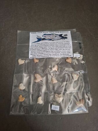 12 Fossil Shark Teeth - From Morocco - 70 Million Years Old