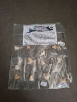 12 Fossil Shark Teeth - From Morocco - 70 Million Years Old