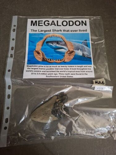 Megalodon Tooth