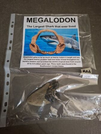 Megalodon Tooth