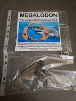 Megalodon Tooth
