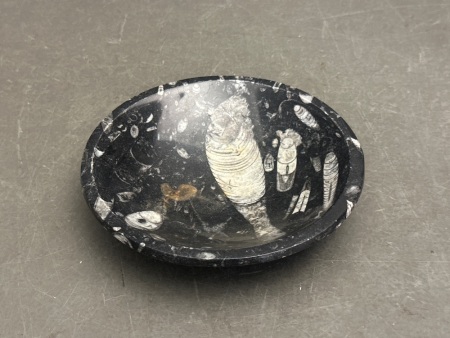Orthoceras Fossil Bowl