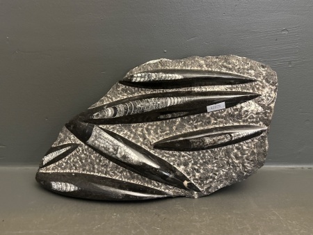Large Polished Orthoceras Fossil Slab/Plate