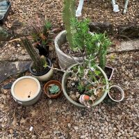 Asstd Lot of Garden Pots & Plants inc Cactus