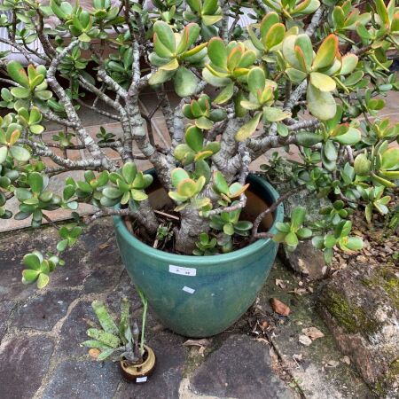 Large Jade Tree in Ceramic Pot