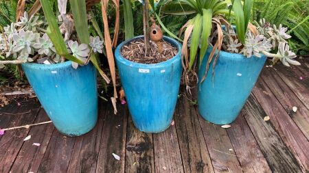 3 Large Blue Glazed Tapered Pots - 1 with Lemon Tree - 1 has Hairline Crack