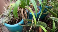 3 Large Blue Glazed Tapered Pots - 1 with Lemon Tree - 1 has Hairline Crack - 2