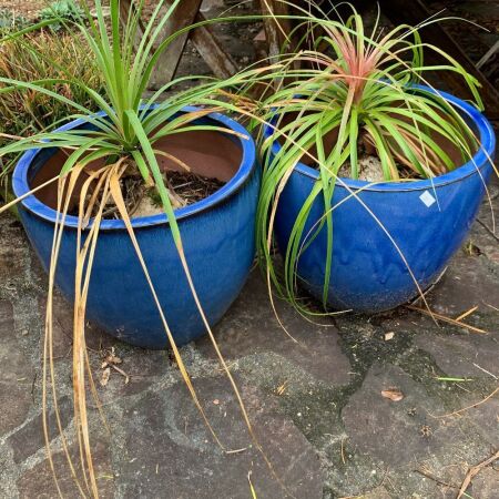 2 x Blue Glazed Pots with Bonsai Pony Tail Palms