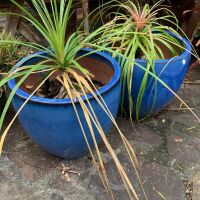 2 x Blue Glazed Pots with Bonsai Pony Tail Palms - 2