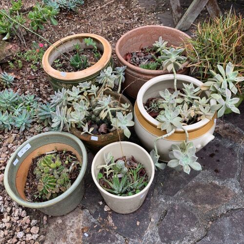 Lot of 7 Asstd Ceramic Pots with Plants inc. Cactus