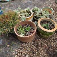 Lot of 7 Asstd Ceramic Pots with Plants inc. Cactus - 2