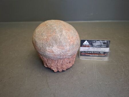 Fossilised Dinosaur (Hadrosaur) Egg - From Ancient China