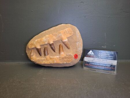 Mosasaur Fossil Jaw & Teeth