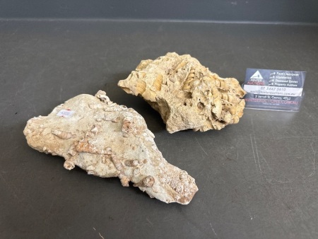 2 Fossilised Rock Specimens, From the Australian Inland Sea