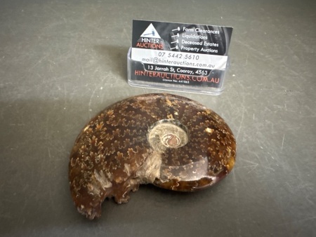 2 Polished Ammonite Fossils