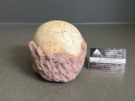 Fossilised Dinosaur (Hadrosaur) Egg - From Ancient China