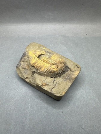 Trilobite Fossil, From Ordovician Period