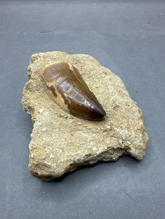 Fossil Mosasaur Tooth in Rock Matrix