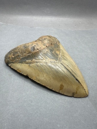 Megalodon Tooth - 5 1/2 Inch