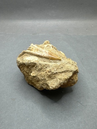 Pre Historic Swordfish Rostrum