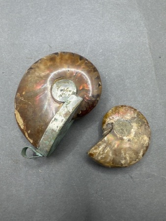 2 Opalised Ammonite Fossils