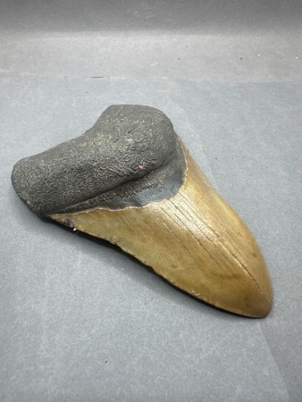 Faux Megalodon Shark Tooth, 6 1/4 Inches