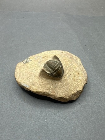 Mini Fossilised Trilobite
