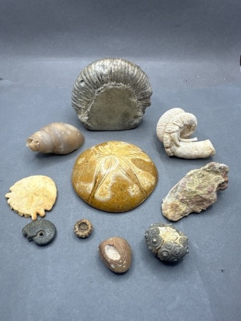 Lot of Fossils - Also Incs Sand Dollar & Fossilised Shells