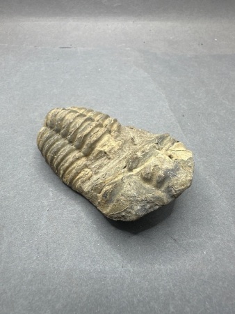 Trilobite