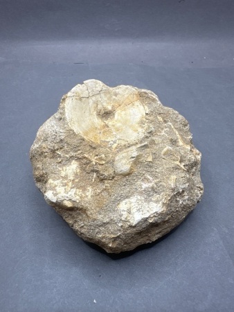 Possibly Dinosaur Vertebra