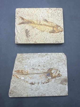 2 Fish Fossils