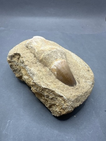 Fossilised Mosasaur Tooth