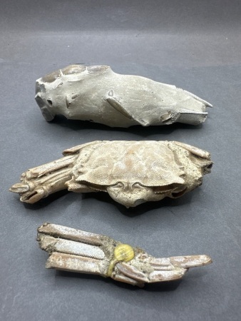 Fossilised Cray Fish/Yabbie & Sand Crab