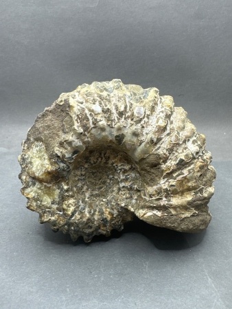 Large Ammonite Fossil