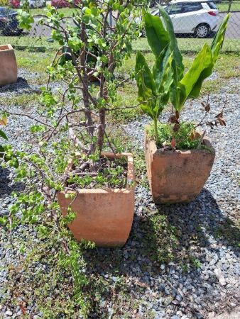 2 Square Top Terracotta Pots Including Plants