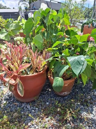 3 x Mixed Garden Pots Including Plants