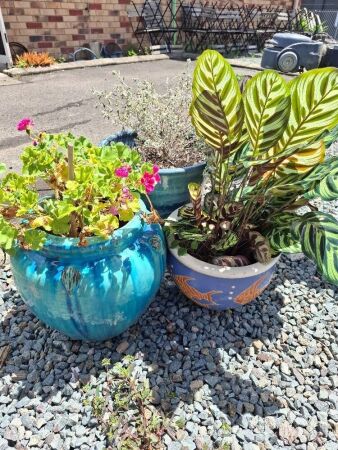3 x Mixed Garden Pots Including Plants