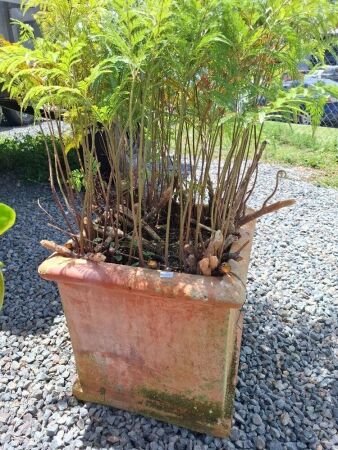 Large Terracotta Pot Including Plant