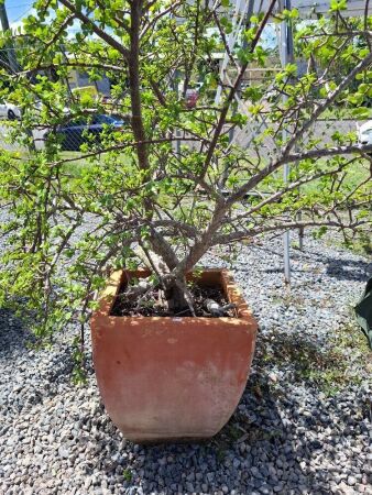 Large Terracotta Pot Including Plant
