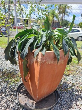 Large Terracotta Pot Including Plant