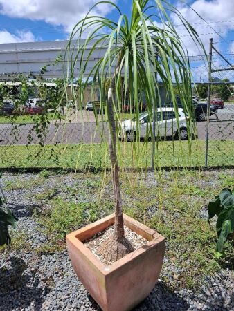 Large Terracotta Pot Including Plant